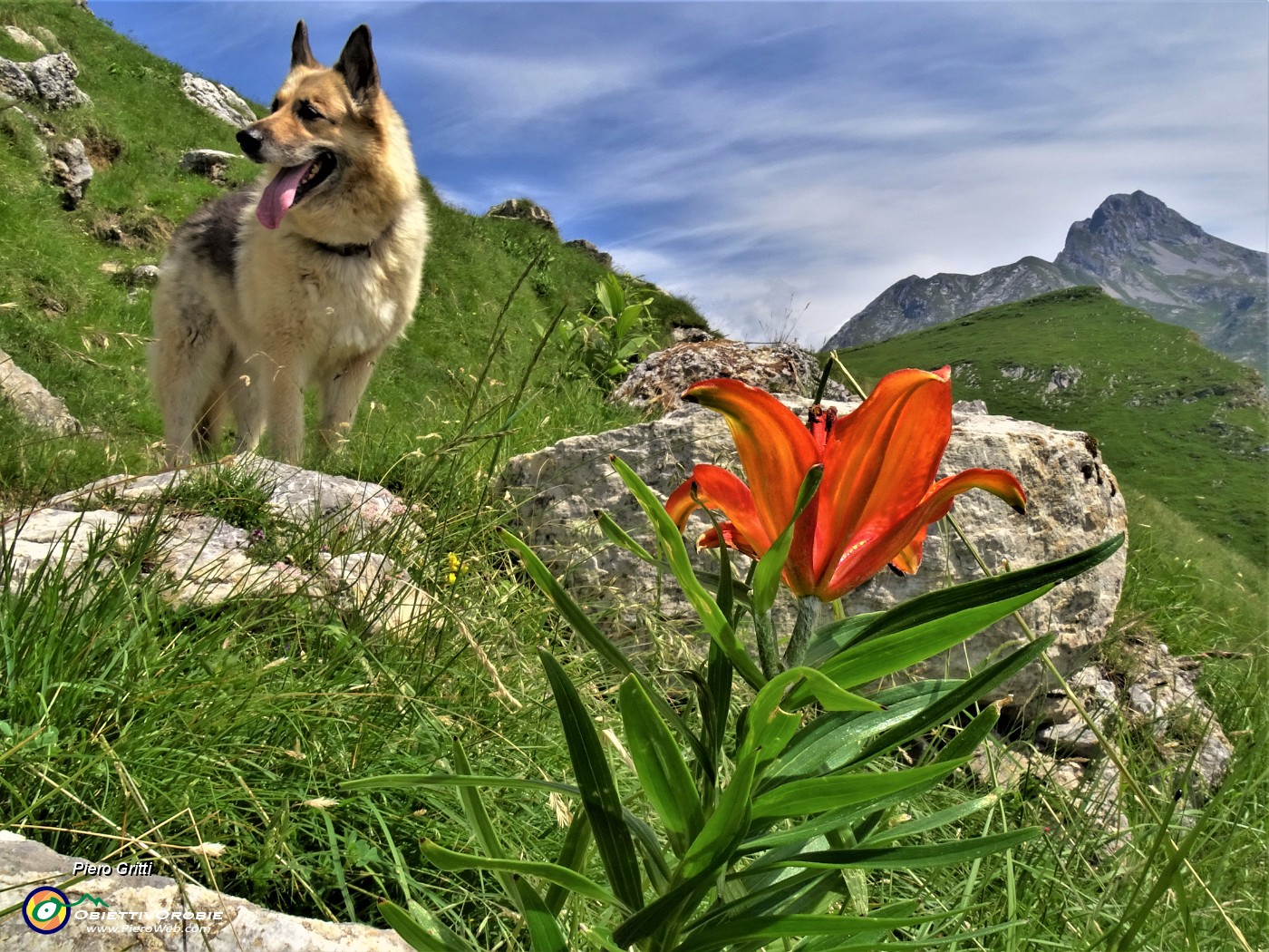 01 Lilium bulbiferum (Giglio rosso o giglio di San Giovanni).JPG